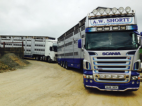 AW Shortt Livestock transports between 3,000 and 4,000 pigs every week.)